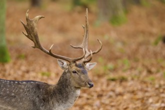 Stag with impressive antlers in autumn forest, European fallow deer (dama dama), Hesse, Germany