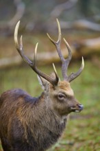 A stag with imposing antlers stands in the greenery, surrounded by forest, sika deer (Cervus