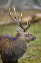 A deer with large antlers in the forest, nature appears calm and peaceful, Sika deer (Cervus