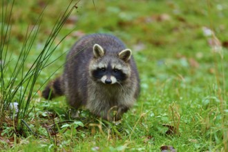 A fluffy raccoon runs across a green meadow, raccoon (Procyon lotor), autumn, Germany