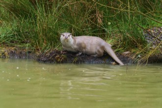 An otter sits attentively at the water's edge, otter (Lutra lutra), Hesse, Germany