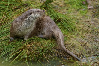 An otter resting on a grassy riverbank, otter (Lutra lutra), Hesse, Germany