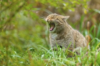 A yawning wildcat in a green forest conveys liveliness and closeness to nature, European wildcat