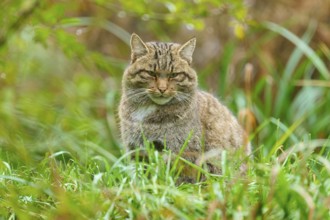 A wildcat sits relaxed in the green grass, surrounded by nature and tranquillity, European wildcat