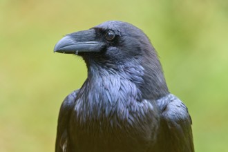 Close-up of a raven with detailed plumage against a blurred yellow and green background, Raven