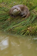 An otter with its reflection on the calm lake shore, otter (Lutra lutra), Hesse, Germany