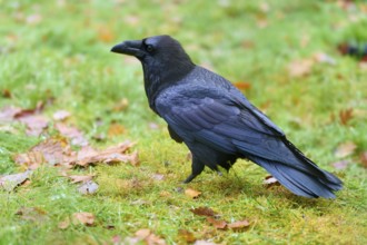 Raven standing in a meadow with autumn leaves, side view with focused feathers, Raven (Corvus
