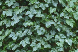 Green ivy with numerous leaves covers an area, radiates freshness and liveliness, Hesse, Germany
