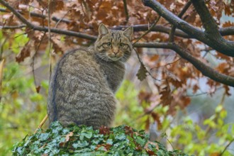 A wildcat with a view of the surroundings, surrounded by autumn leaves, European wildcat (Felis