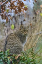 A cat sits attentively on a hill surrounded by autumn leaves and nature, European wildcat (Felis