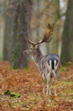 Stag seen from behind in the forest, magnificent antlers, foliage on the ground, European fallow