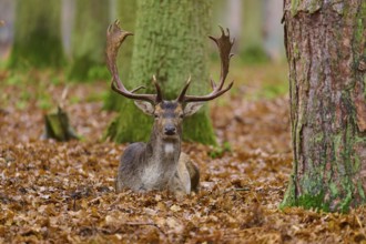 Stag lying in an autumnal forest full of leaves, large tree trunks visible, European fallow deer