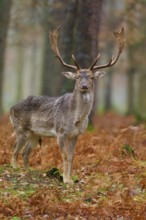 Stag standing in autumnal forest, impressive antlers, surrounded by reddish foliage, European