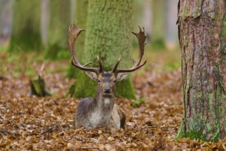 Deer lying in foliage in an autumn forest, large tree trunks in the background, European fallow