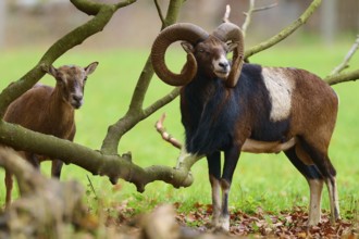 A pair of mouflons standing close together under autumnal trees in a meadow, European mouflon (Ovis