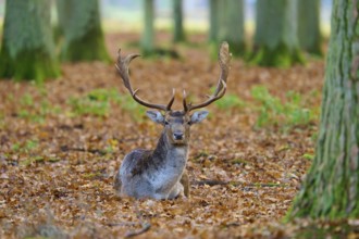 Stag sitting in the forest on leafy ground, with magnificent antlers, surrounded by trees, European