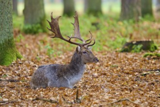 Stag lying in autumn leaves of a forest, impressive antlers, European fallow deer (dama dama),