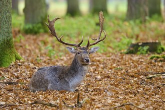Stag with antlers sitting in an autumnal forest, European fallow deer (dama dama), Hesse, Germany