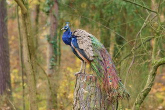 A magnificent peacock sits on a tree stump in autumn forest, its colorful feathers shimmer vividly,