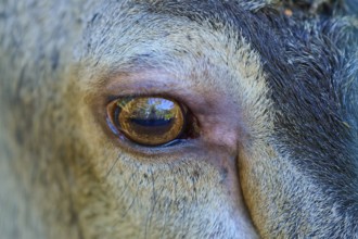 Close-up of an animal eye with reflection and detailed fur structure, red deer (Cervus elaphus),