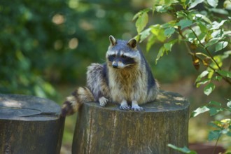 A raccoon sitting on a tree stump in the forest, raccoon (Procyon lotor), autumn, Germany