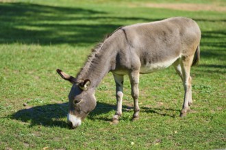 Donkey eating grass on a sunny meadow surrounded by summer landscape, Hesse, Germany