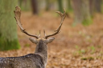 Deer from behind with antlers in autumn forest, European fallow deer (dama dama), Hesse, Germany