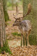 Deer in the forest with antlers in front of trees and foliage, European fallow deer (dama dama),