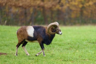 A mouflon with distinctive horns walks on a green meadow in the light rain, European mouflon (Ovis
