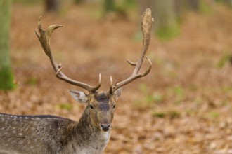 Stag with magnificent antlers in an autumn forest, European fallow deer (dama dama), Hesse, Germany