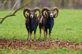 Two mouflons with impressive horns standing on a green meadow in autumn, European mouflon (Ovis