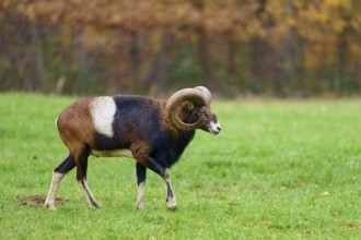 A mouflon with large horns strides across a green meadow against an autumnal background, European