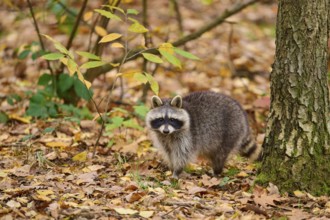 A raccoon observing its surroundings in an autumnal deciduous forest, raccoon (Procyon lotor),