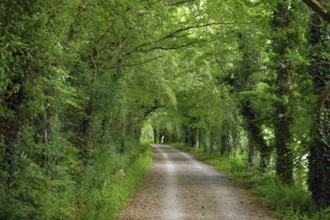 A quiet trail through a thick green forest under a canopy of leaves, Cornwall, Camel Trail, United