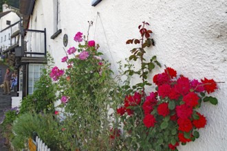 Vivid roses bloom against a white house façade in a picturesque village, Cornwall, United Kingdom