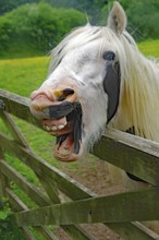 A white horse makes a funny face behind a wooden fence in a green field, humor, Irish Tinker,