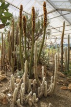 Cultivation of cacti, greenhouse, botanical garden, Cactus y Otras Suculentas 'Mora i Bravard',