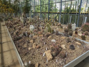Cultivation of cacti, greenhouse, botanical garden, Cactus y Otras Suculentas 'Mora i Bravard',