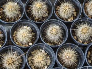 Cultivation of cacti, botanical garden, Cactus y Otras Suculentas 'Mora i Bravard', village