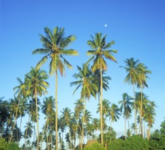 Moon and palm trees on Mikadi Beach, Dar es-Salaam, Tanzania, Africa, June 2000, vintage, retro,
