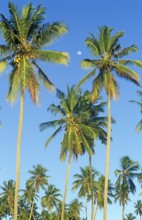 Moon and palm trees on Mikadi Beach, Dar es-Salaam, Tanzania, Africa, June 2000, vintage, retro,
