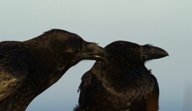 Raven (Corvus corax), social body plough, semi-desert, Fuerteventura, Spain