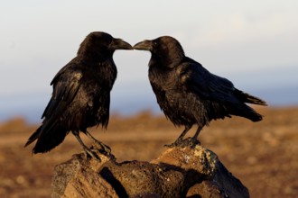 Raven (Corvus corax), pair, semi-desert, Fuerteventura, Spain