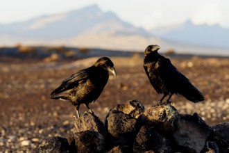 Raven (Corvus corax), semi-desert, Fuerteventura, Spain