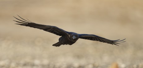 Raven (Corvus corax), flight, semi-desert, Fuerteventura, Spain