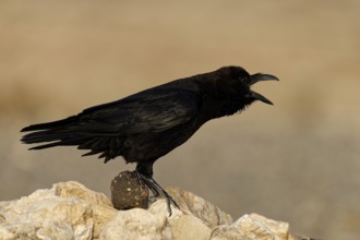 Calling raven (Corvus corax), semi-desert, Fuerteventura, Spain