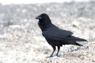 Common raven (Corvus corax) Semi-desert, Fuerteventura, Spain