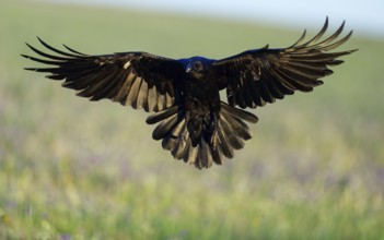 Raven (Corvus corax), flight, Extremadura, Spain