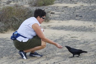 Tourist feeding ravens (Corvus corax), Fuerteventura, Spain