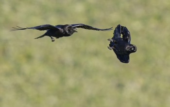 Common ravens (Corvus corax), flying games, Extremadura, Spain